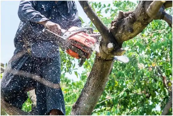 tree services Kelayres